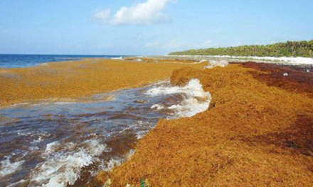 Mantienen vigilancia sobre presencia de algas flotantes en el Mar Caribe