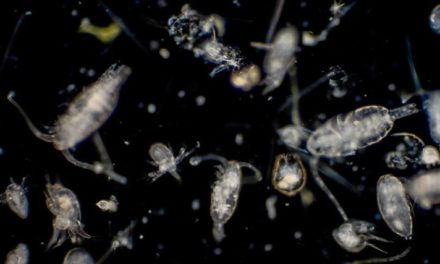 Descubren nuevo grupo de virus en aguas de los océanos