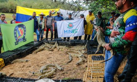 Más de 170 caimanes del Orinoco fueron devueltos a su hábitat