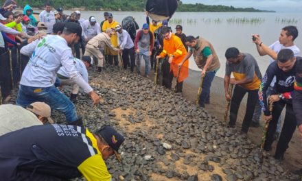 Liberados 20 mil tortuguillos arrau en Amazonas