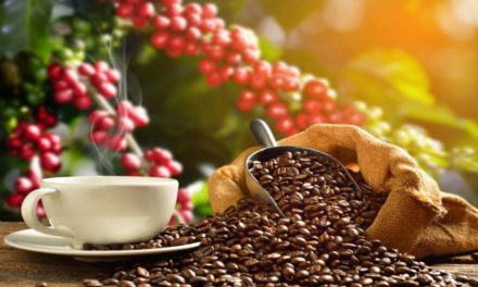 85 productores venezolanos de café pasan a fase de catadores internacionales en encuentro Eicev