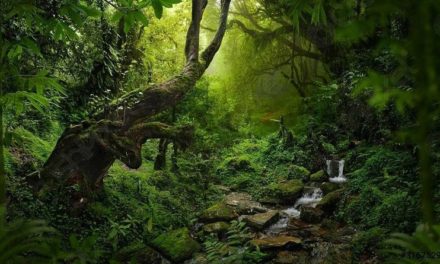 Venezuela llamó a priorizar la protección de bosques tropicales