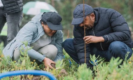 Etiopía apuesta a contener impacto del cambio climático con siembra de árboles frutales