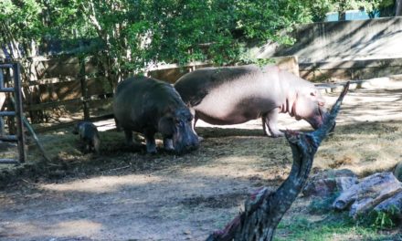 Nacimiento de hipopótamo se produjo en el Parque Zoológico y Botánico Bararida de Barquisimeto