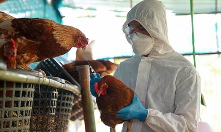 OPS llamó a incrementar vigilancia epidemiológica por casos de influenza aviar