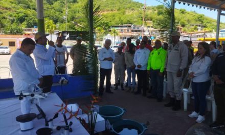 Liberados 500 caballitos de mar en las costas de Mochima