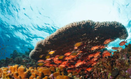 Corales enfrentan muerte masiva por aumento en las temperaturas en México