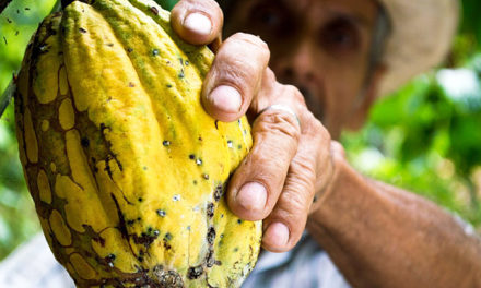 Fundacite Aragua realizará conversatorio sobre el cacao
