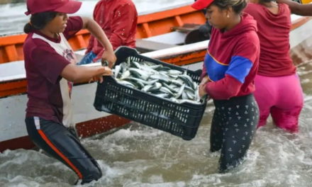 Producción de sardina en Venezuela registró incremento de 83%