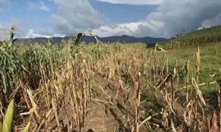 Productores de Guatemala anticiparon pérdidas por fenómeno El Niño