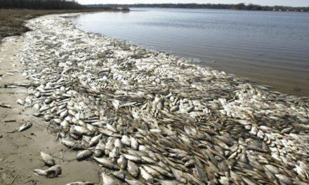 Sequía en la Amazonía provoca la muerte de toneladas de peces en Brasil