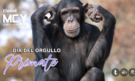 #Efeméride | Día del Orgullo Primate