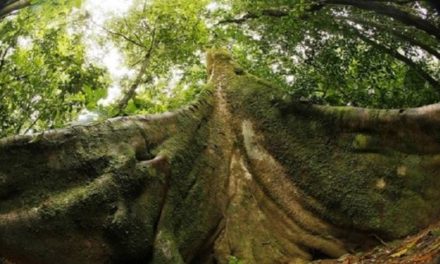 Brasil presentó propuesta para conservar los bosques en COP28