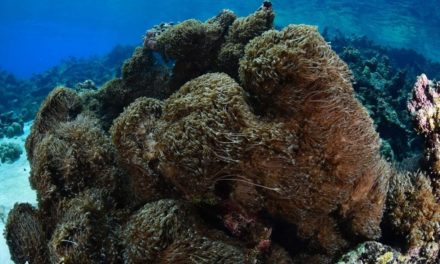 Gobierno Nacional coordinó acciones para frenar invasión de coral de origen asiático