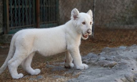 Invitan a ponerle nombre a leones nacidos en Zoológico de Las Delicias