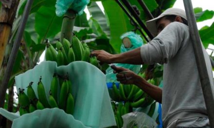 Ecuador anuncia que Rusia levantó veto a exportadoras de banano