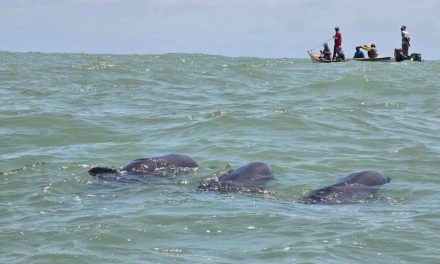 Rescatados más 200 delfines varados en costa del Parque Nacional Morrocoy