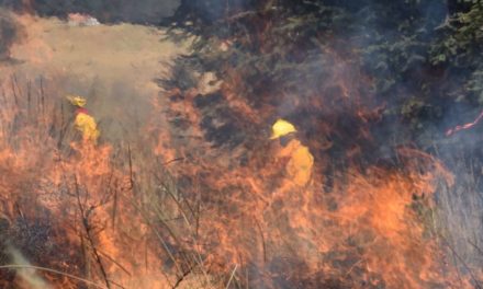 México reporta 69 incendios forestales que afectan más de 11 mil hectáreas