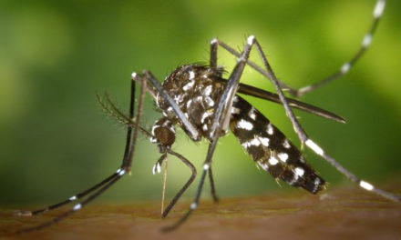 Miami es la ciudad estadounidense con más casos de dengue