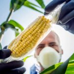 México mantiene prohibición del maíz transgénico para consumo humano