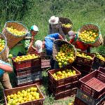 Acuerdo busca apoyar a pequeños productores del suroeste de Colombia