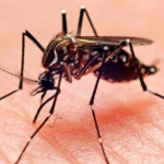 Honduras declaró «alerta máxima» por brote de dengue