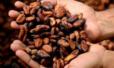 Integrarán a 27 mil productores de cacao al Sistema Patria