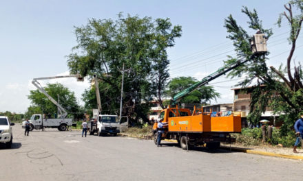 Corpoelec restableció servicio eléctrico por caída de árbol