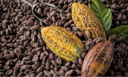 Conversatorio de producción y comercialización del cacao venezolano se realiza el 26-J