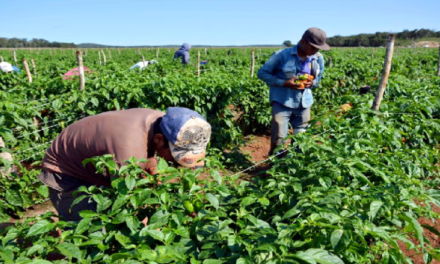 Crean Fondo Especial Económico de Financiamiento para la Agricultura Comunal