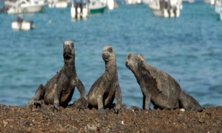 Archipiélago ecuatoriano de Galápagos tiene un nuevo muelle de operaciones