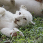 Zoológico Las Delicias exhibe a tiempo completo leoncitos blancos