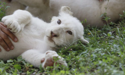 Zoológico Las Delicias exhibe a tiempo completo leoncitos blancos