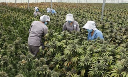 Colombia aumenta número de países a los que puede exportar cannabis