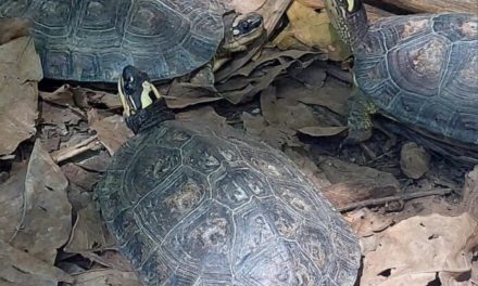 Doscientos galápagos viajan desde Aragua para ser liberados en el Zulia