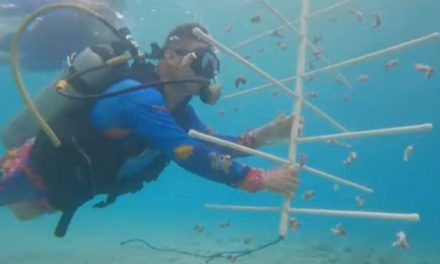 Mil corales fueron sembrados en el Parque Nacional San Estaban