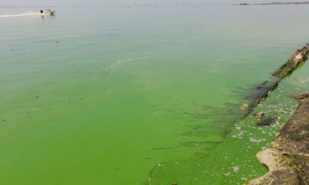 Monitorean comportamiento bacteriológico del verdín en aguas del Lago