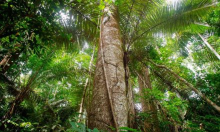 38% de las especies de árboles se encuentran peligro extinción