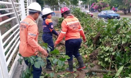 Protección Civil atendió afectaciones por lluvias en Lara