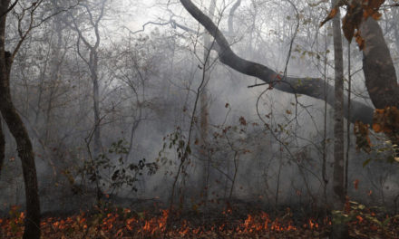 Incendios arrasan siete millones de hectáreas de bosques y pastizales en Bolivia