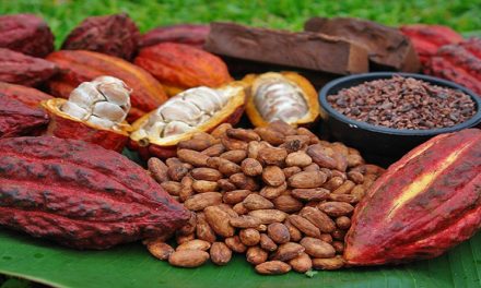 Día Nacional del Cacao reconoce el fruto con mayor diversidad genética del mundo