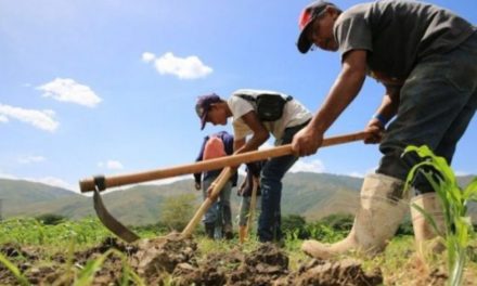 Fedeagro: Sector agropecuario alcanzó 57% de soberanía alimentaria