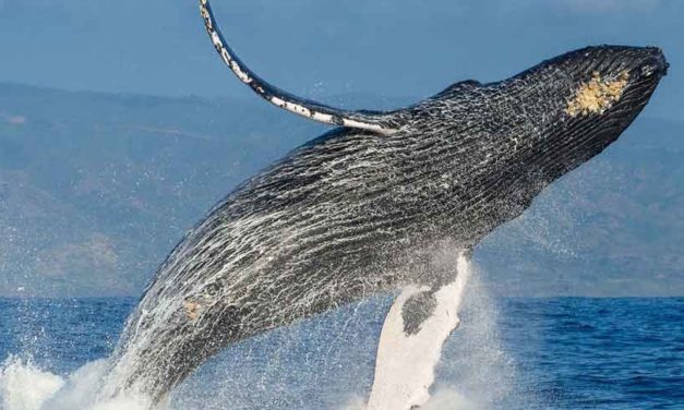 Temporada de observación de ballenas jorobadas en Dominicana