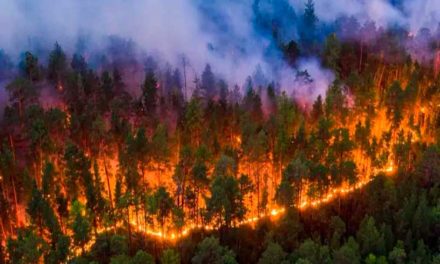 Advierten en Uruguay sobre incendios forestales por alta temperatura