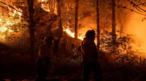 Chile enfrenta incendios forestales y declaró alerta de emergencia