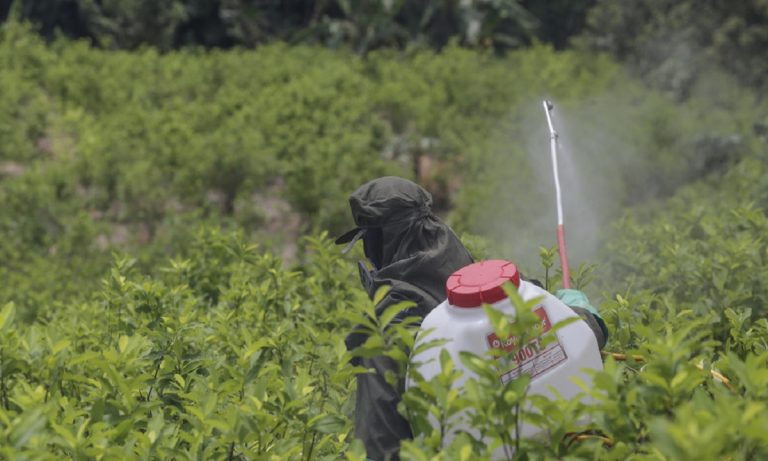 Colombia reanuda fumigaciones con glifosato para erradicar cultivos de coca