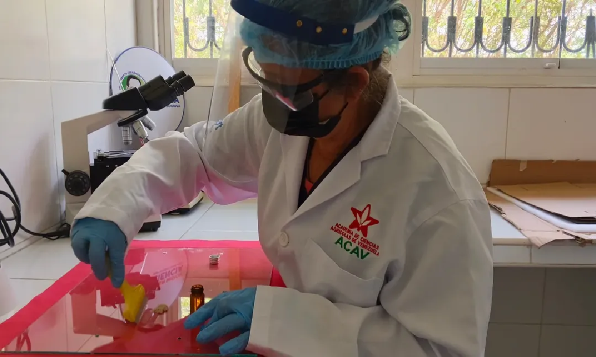 Impulsan soberanía biotecnológica mediante la extracción de apitoxina en Venezuela