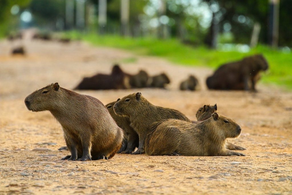 Olas de calor extremo afectan a la fauna silvestre