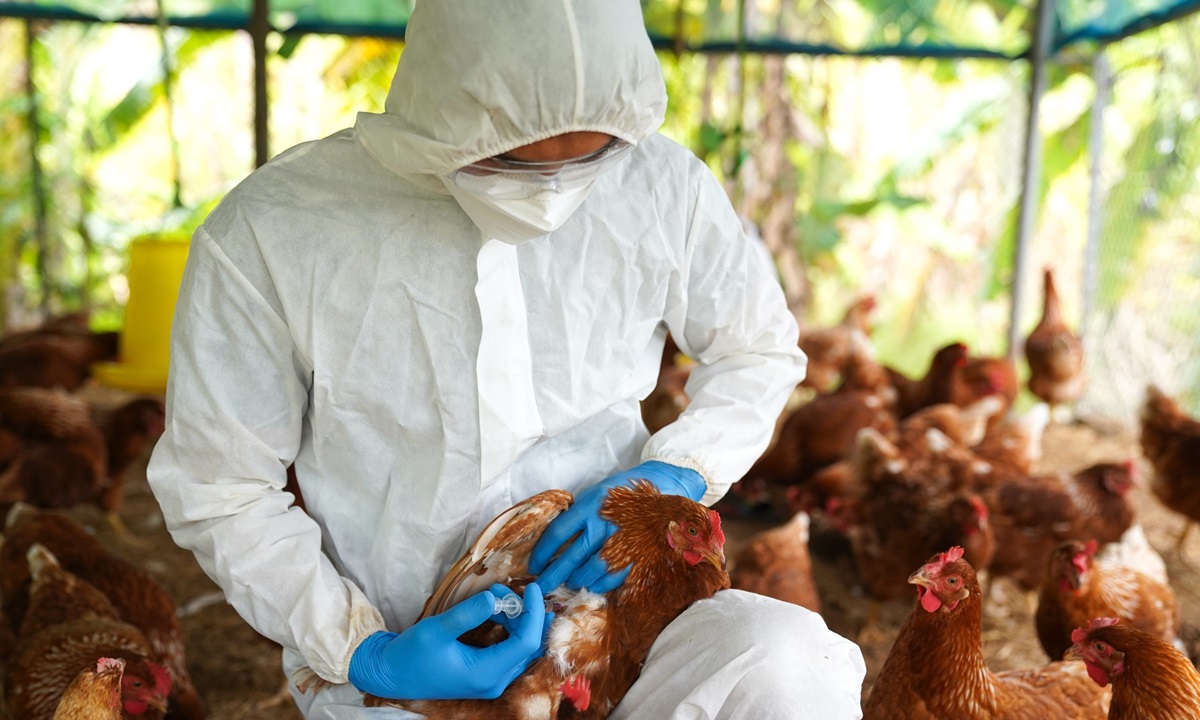 Colombia ejecuta acciones para controlar brote de gripe aviar en Meta