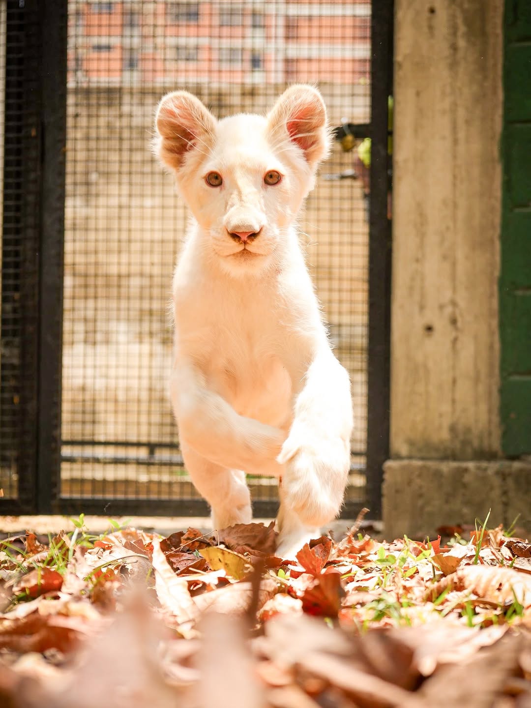 Cachorra de león blanco de Timbavati ya puede recibir visitas en el Zoológico Las Delicias